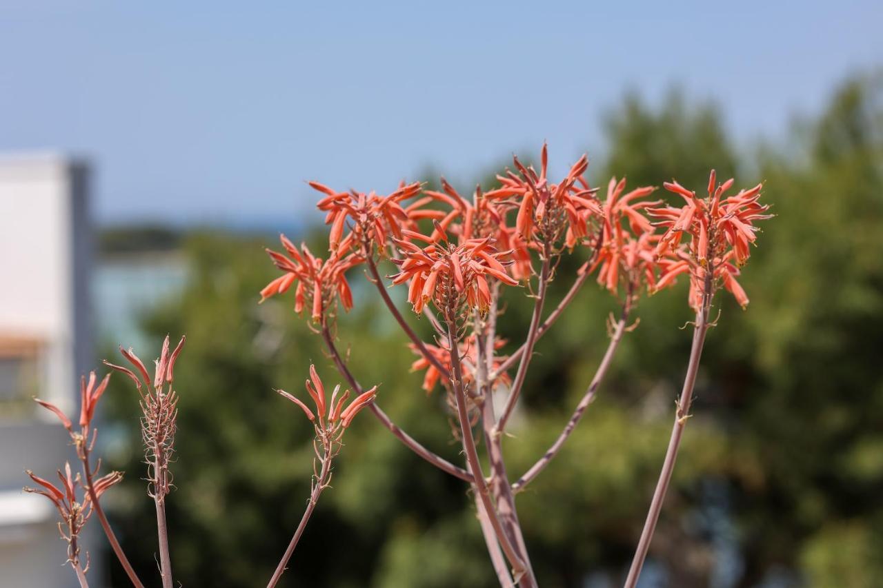 Salento Sea & Sun Apartment Porto Cesareo Zewnętrze zdjęcie